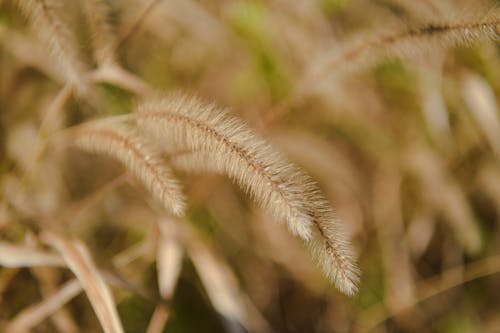 Close-Up Photograph of Dry Grass