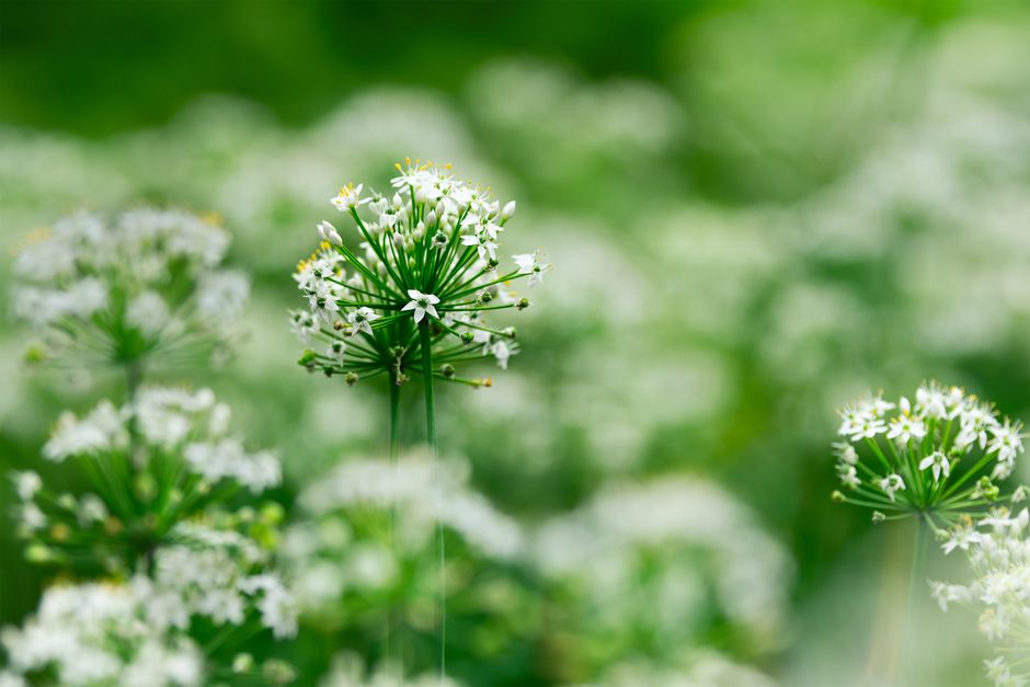 A bundle of flat, dark green garlic chives with small white flower buds still attached to some stems, laid on a wooden cutting board.