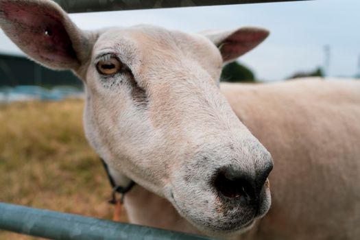 Sheep face