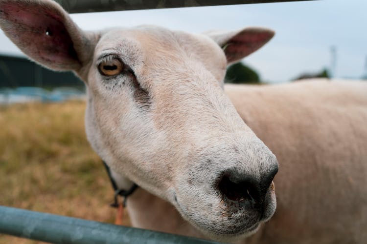 Close Up Shot Of A Sheep Face