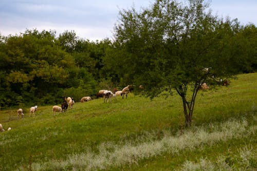A Herd of Sheep on Green Grass