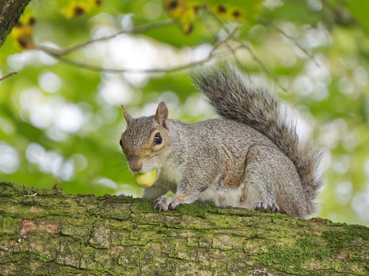 Photo Of Squirrel While Eating 