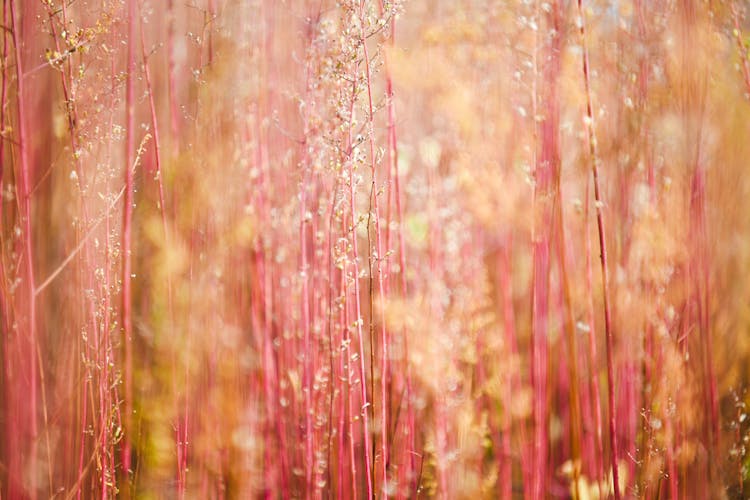 Pink Grass Growing In Field