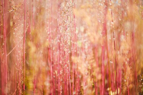 Free Bright pink grasses sway gently in a sunlit summer field, creating a warm and vibrant scene. Stock Photo