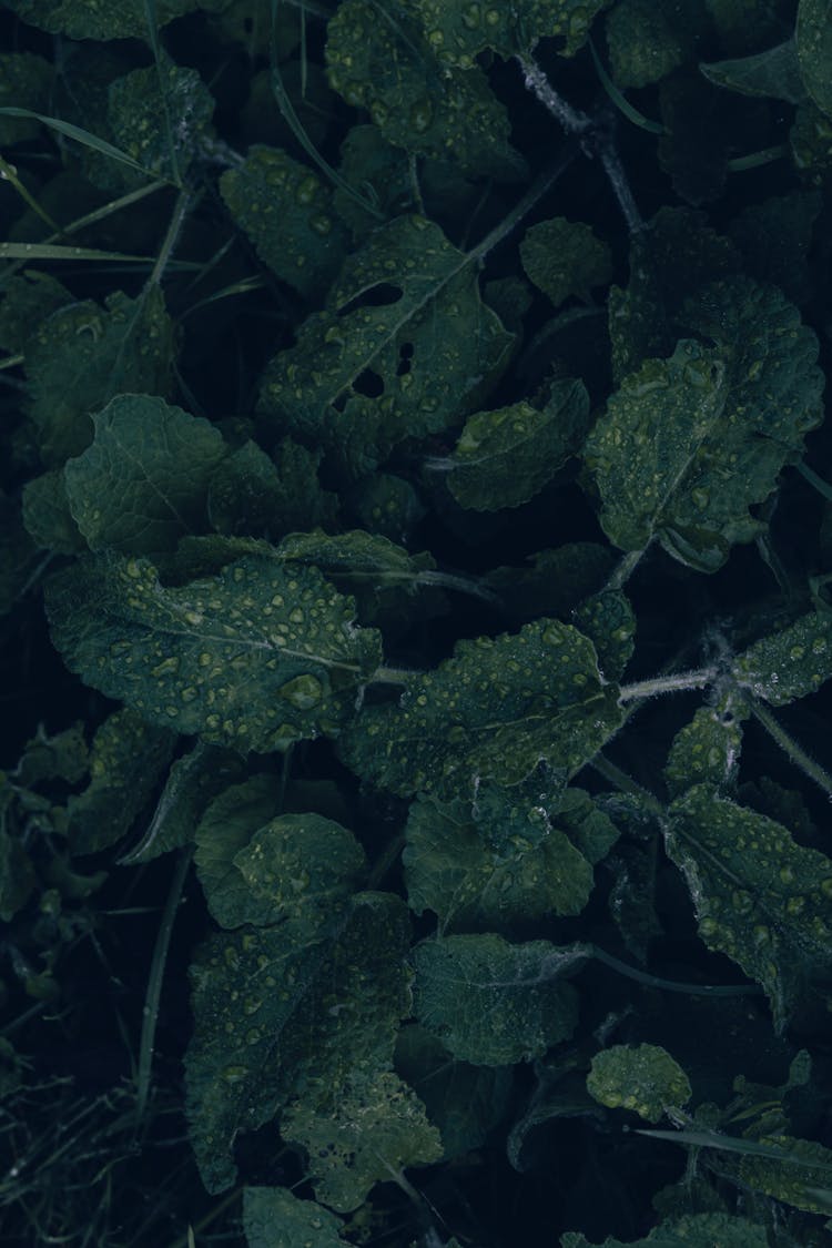 Meadow Clary Sage With Rain Drops