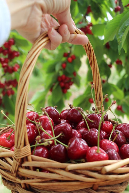 Close-up of Woman Holding a Basket Full of Cherries 