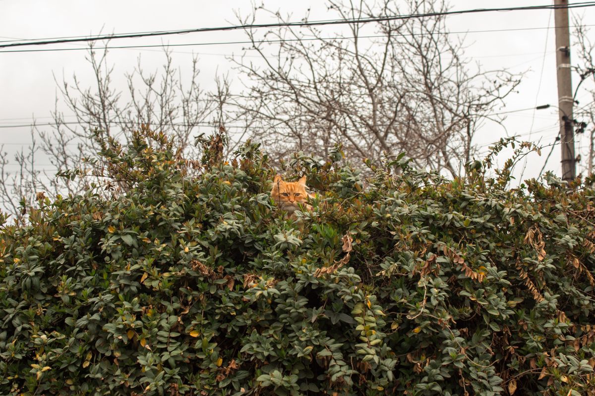 Un chat orange regarde par-dessus un buisson dense de feuilles, entouré d’arbres nus, sous un ciel nuageux.