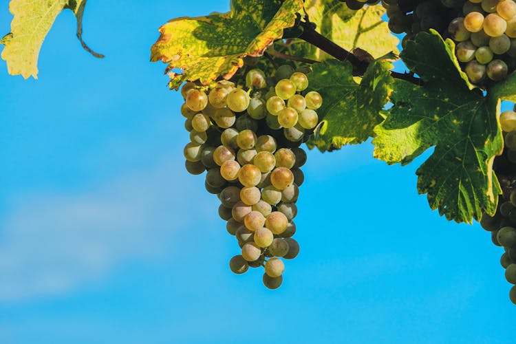 Bunch Of Ripe Green Grapes Pending From Vine