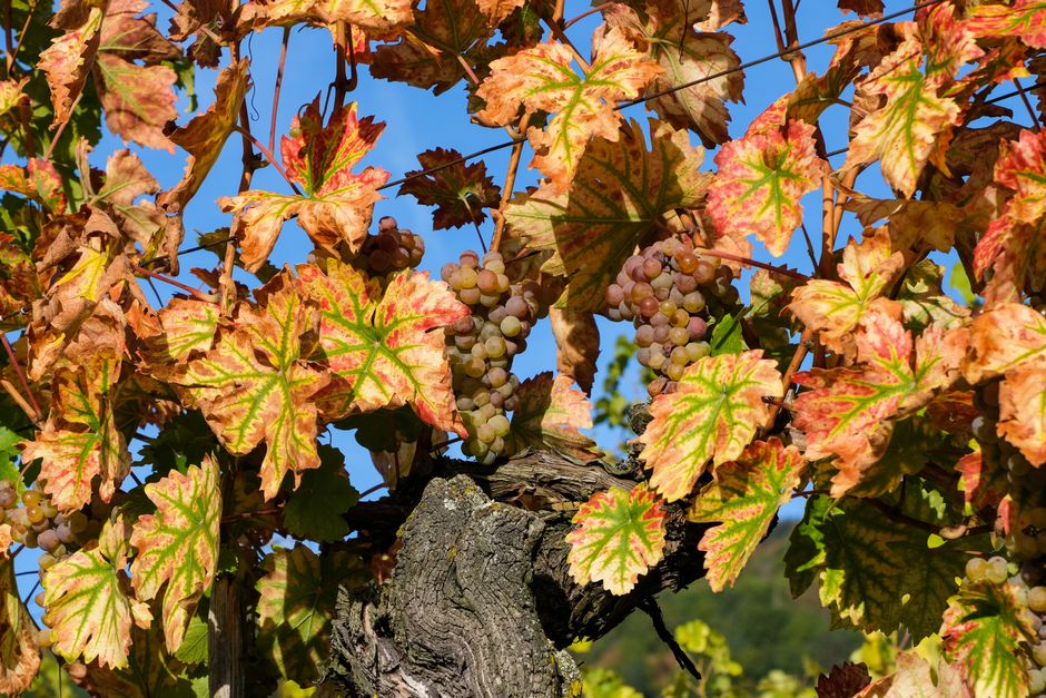 Close-up of colorful autumn grapevine leaves and grapes in sunlight.