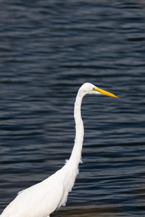 Free A serene great egret standing by the water in Newburyport, MA. Stock Photo