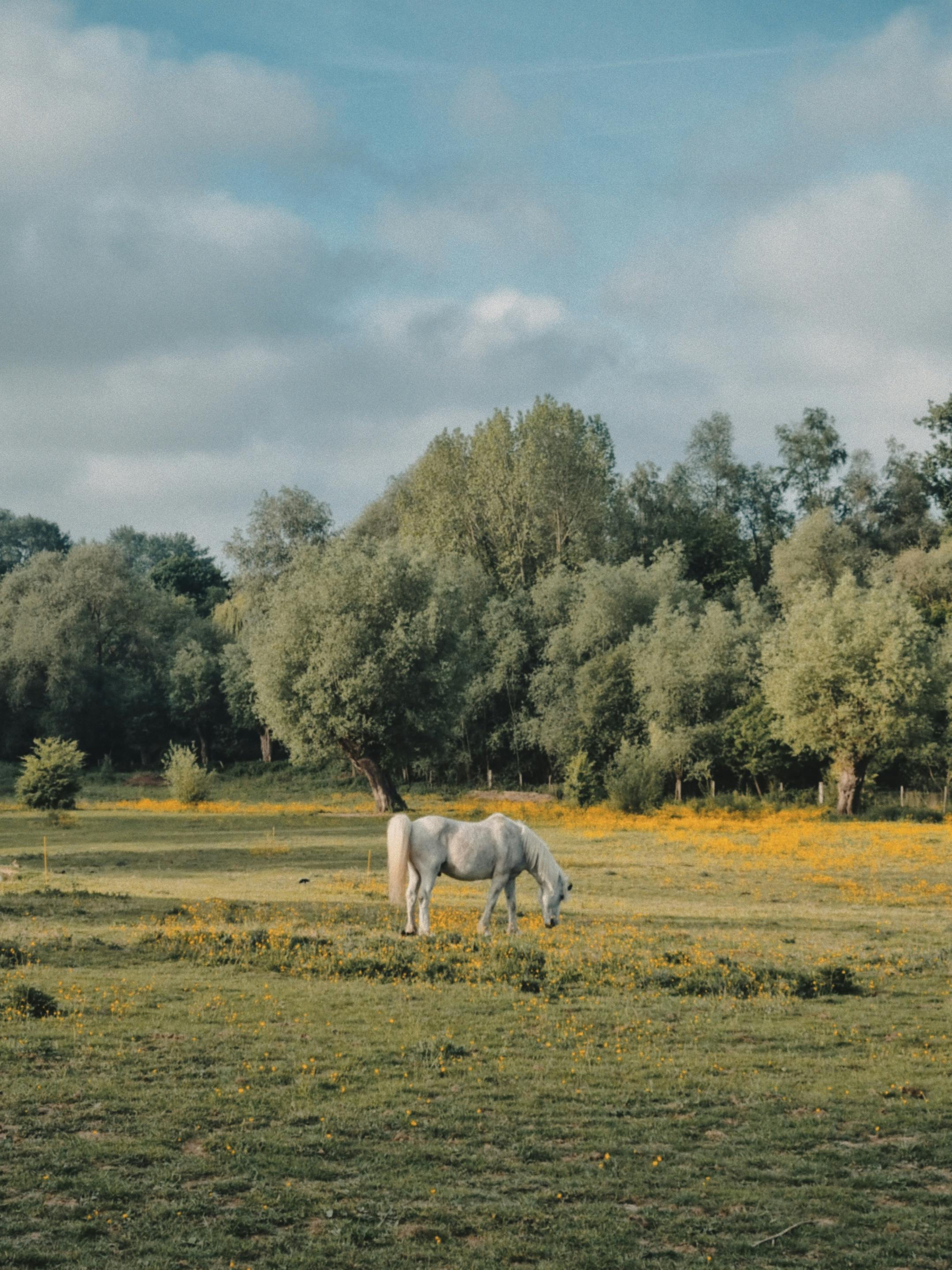A white horse peacefully grazing in a scenic countryside pasture with lush greenery.