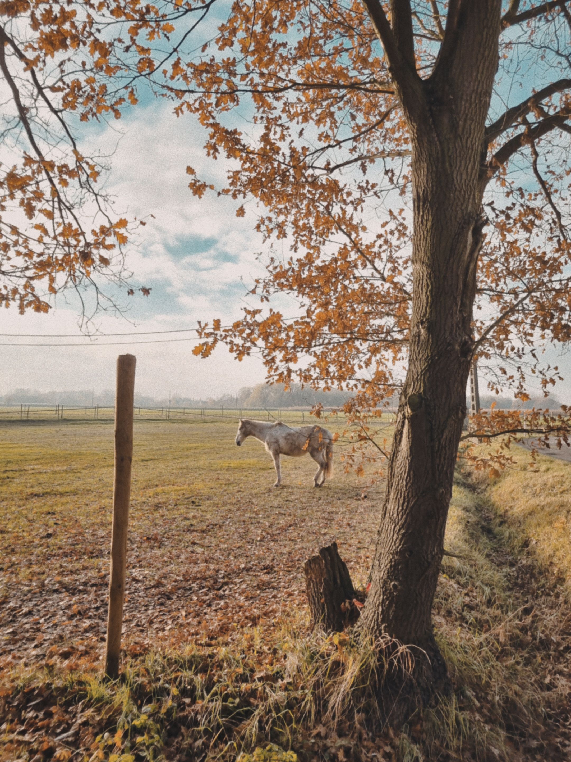 A peaceful rural scene of a horse standing in a countryside field during autumn.