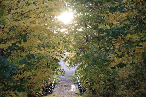 Бесплатное стоковое фото с atmosfera de outono, лес, осенние деревья