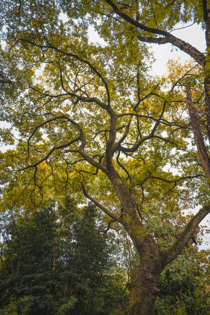 A towering tree with sprawling branches creates a natural canopy in a peaceful forest setting.
