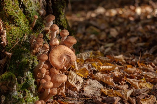免費 可以吃的, 帽子, 森林蘑菇 的 免費圖庫相片 圖庫相片