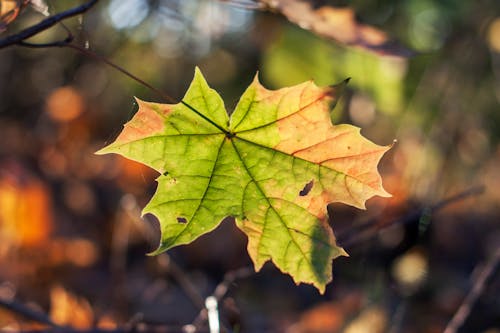 Gratis lagerfoto af ahornblade, efterårsblade, stort blad