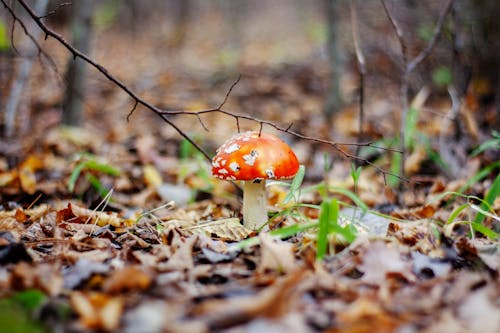 Základová fotografie zdarma na téma houby, muchomůrky