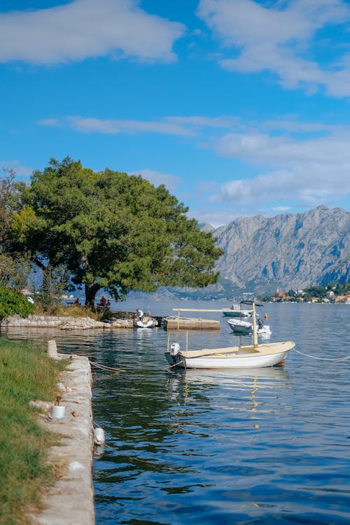 White Boat on River Near Green Tree