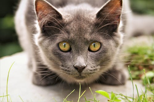 Russian Blue Cat on White Surface