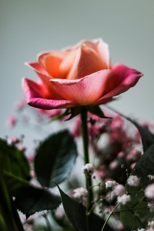 A Close-Up Shot of a Rose