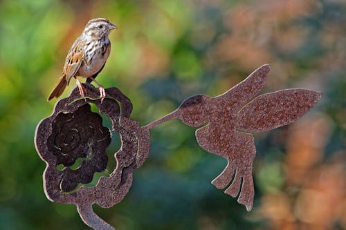 A Close-Up Shot of an Old World Sparrow