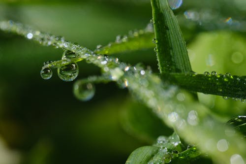 
A Macro Shot of Wet Grass