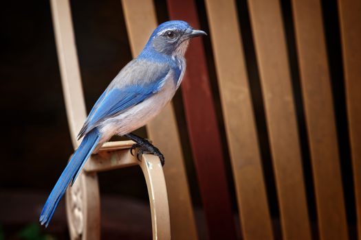 Close-up of a Western Scrub-Jay perched on a chair in Camarillo, California.