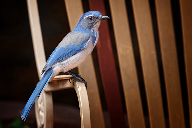  Blue Bird Perched On Armrest Of Chair