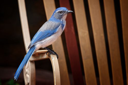 Free Close-up of a Western Scrub-Jay perched on a chair in Camarillo, California. Stock Photo
