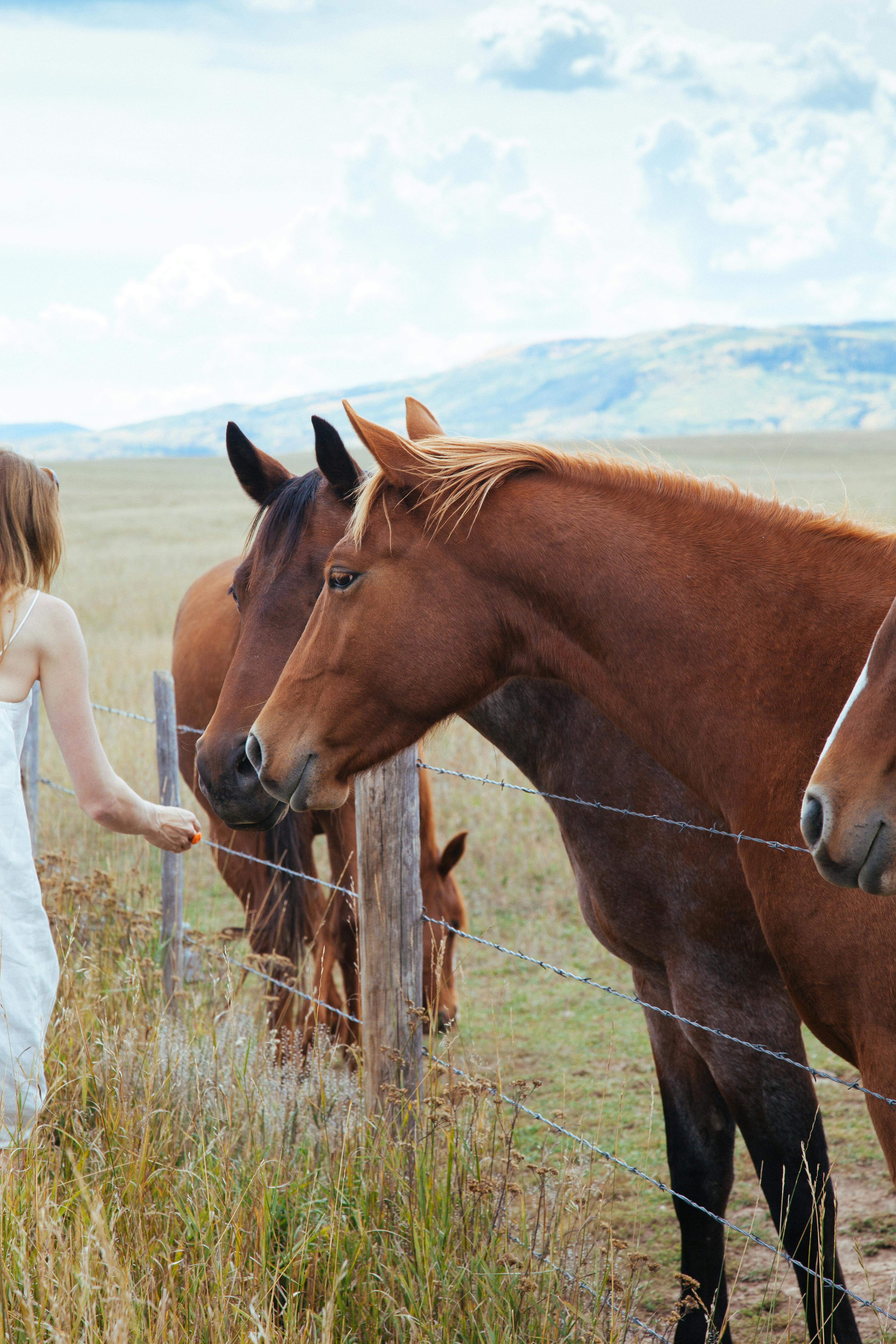 A woman feeds brown horses on a rural farm in Steamboat Springs, Colorado.