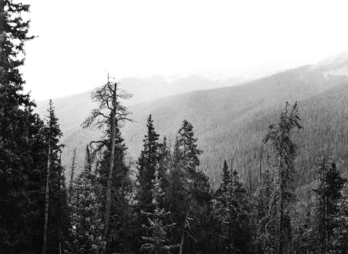 Foto profissional grátis de conífera, escala de cinza, floresta