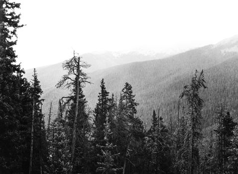 Black and white image of a misty pine forest in Steamboat Springs, Colorado.