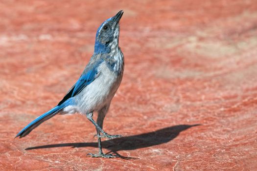Close-up of a Western Scrub-Jay standing on a red rock surface in sunlight, Camarillo, California.