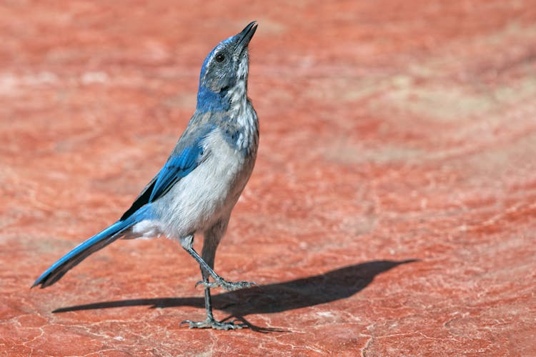 Blue Bird Standing On Red Marble Surface And Singing