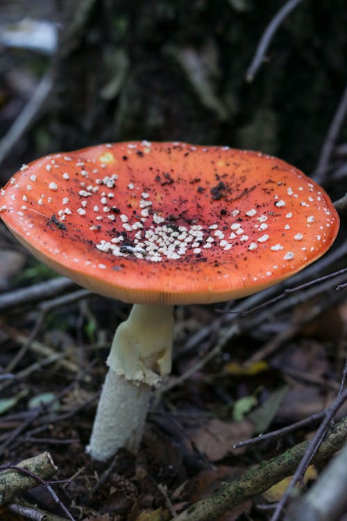 Gratis stockfoto met bos natuur, bosgebied, bospaddenstoel