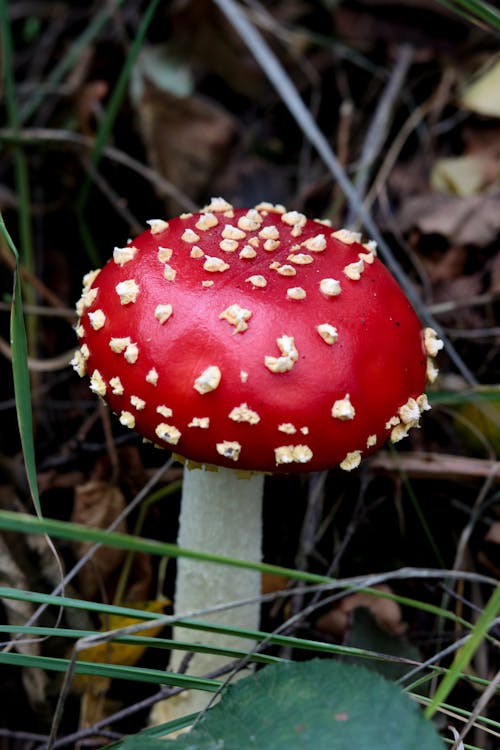 Gratis stockfoto met bosgebied, bospaddenstoel, champignons