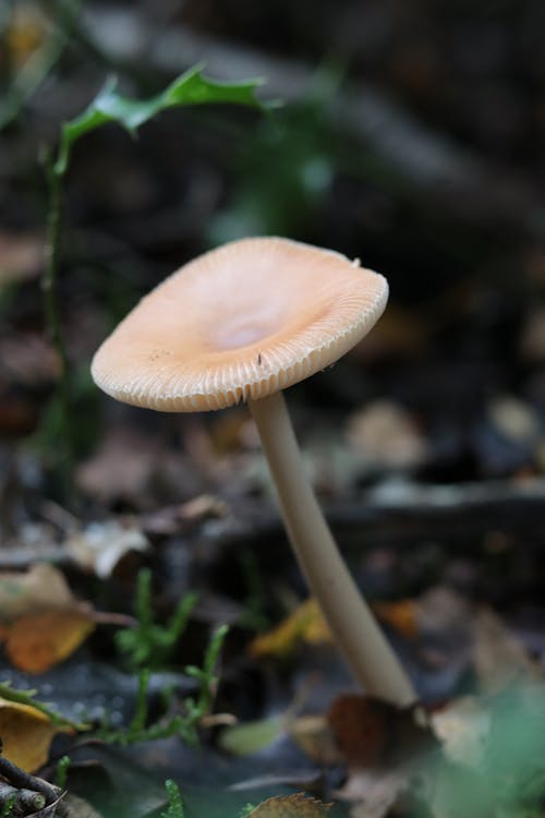 Gratis stockfoto met atmosfera de outono, bos natuur, bosgebied