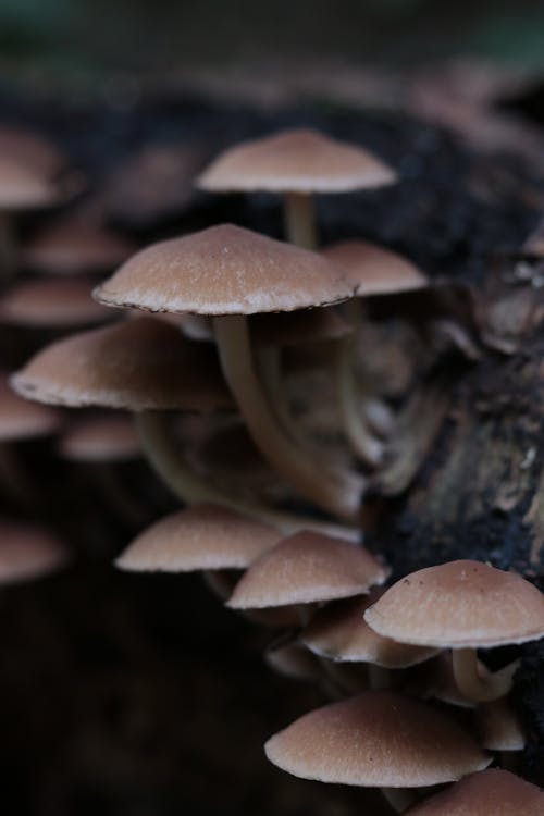 Gratis stockfoto met baeospora myosura, champignons, detailopname