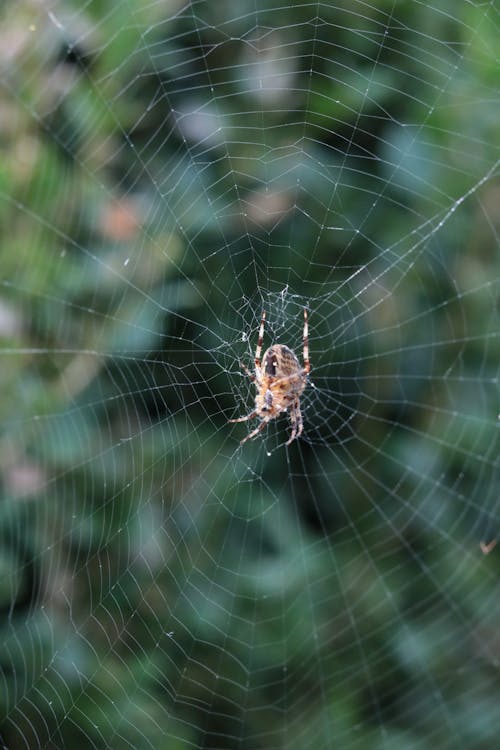avrupa bahçe örümceği, Bahçe, bahçe arka plan içeren Ücretsiz stok fotoğraf