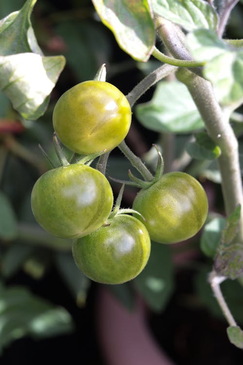 Close-Up Photo of Unripe Green Tomatoes