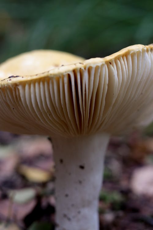 Gratis stockfoto met atmosfera de outono, bospaddenstoel, champignons