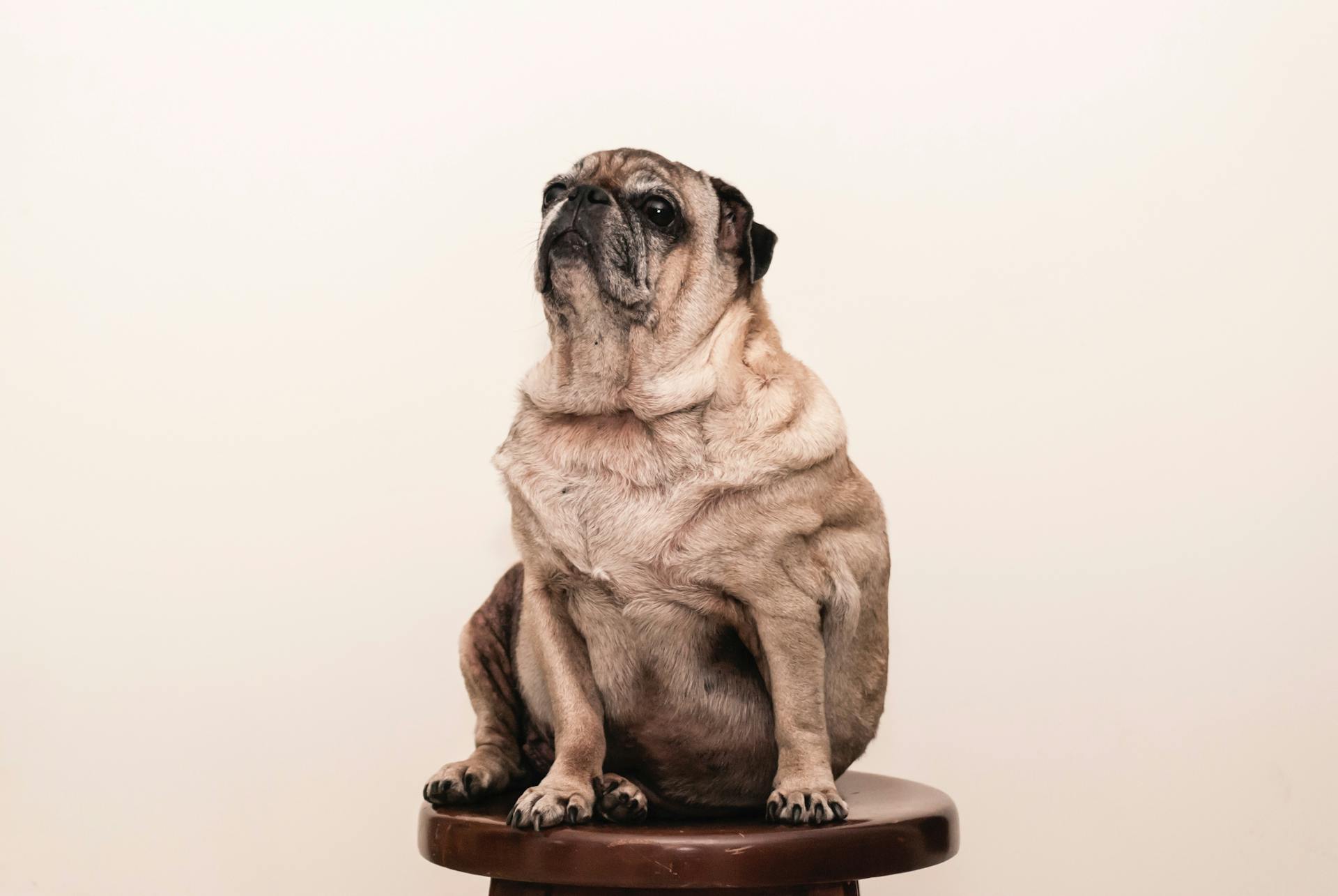 Photo of Brown Pug Sitting on Wooden Stool