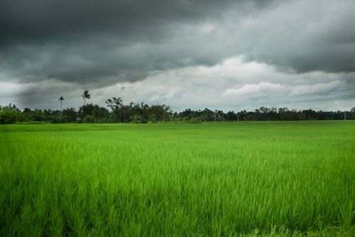 Free Vibrant green field with trees, under a dramatic cloudy sky. Perfect for nature and agriculture themes. Stock Photo
