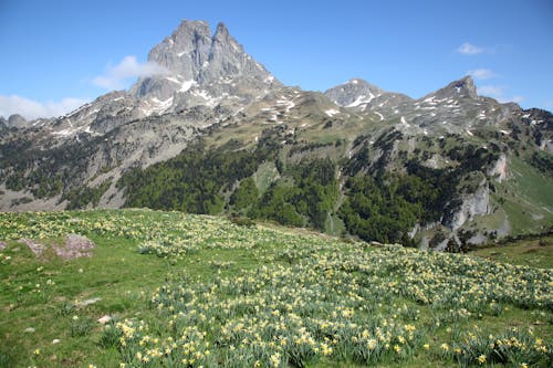 Gratis stockfoto met bergen, bloemen, landschap