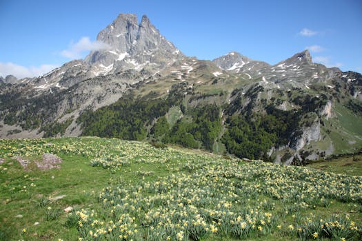 Mountain view in the Pyrenees with blooming wildflowers and a scenic meadow.