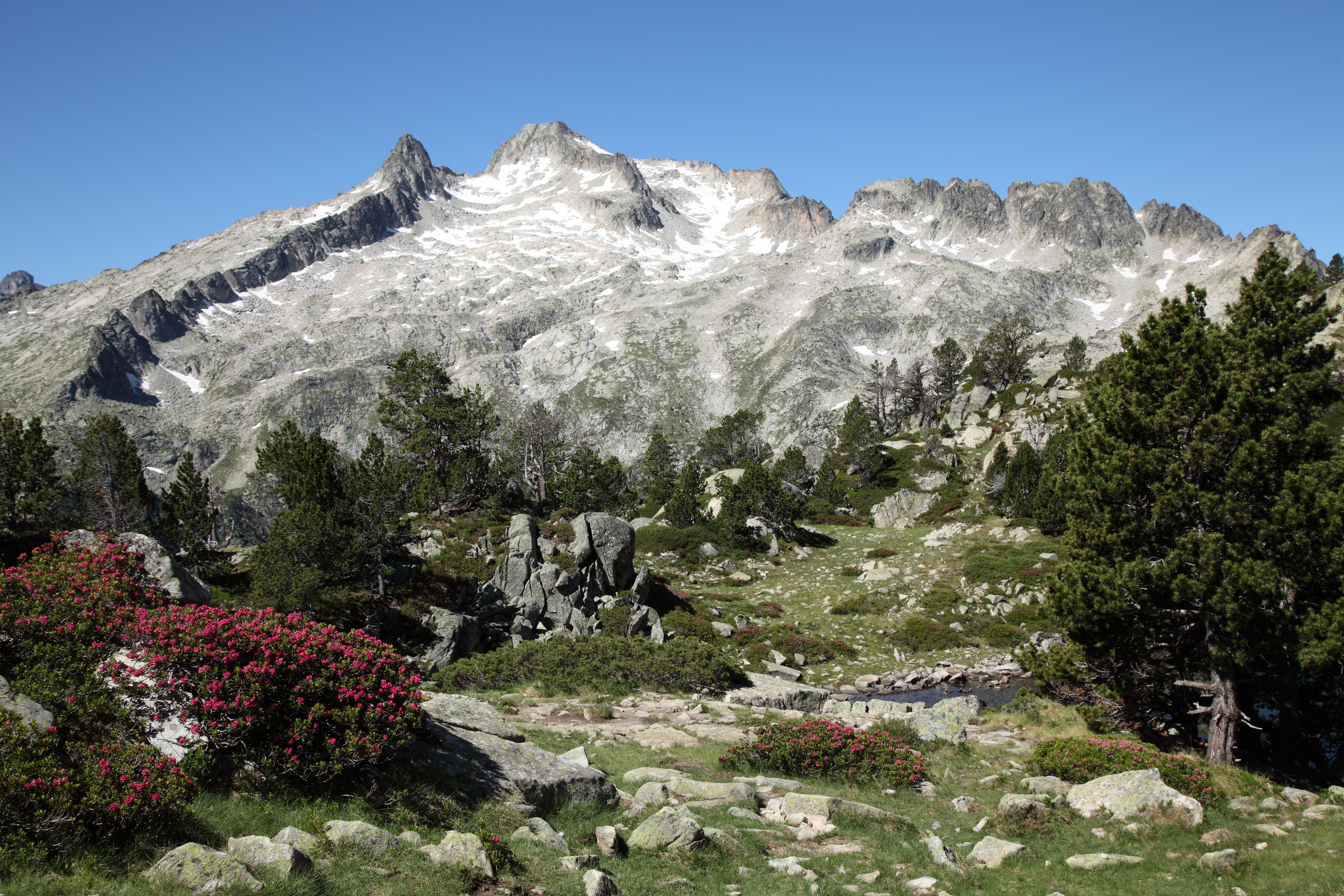 Breathtaking view of a rugged alpine mountain with lush greenery and vibrant wildflowers.