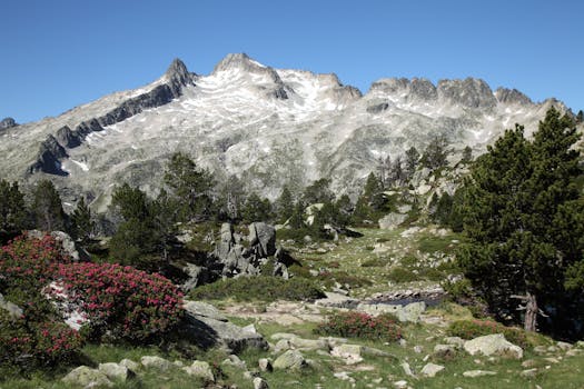Breathtaking view of a rugged alpine mountain with lush greenery and vibrant wildflowers.