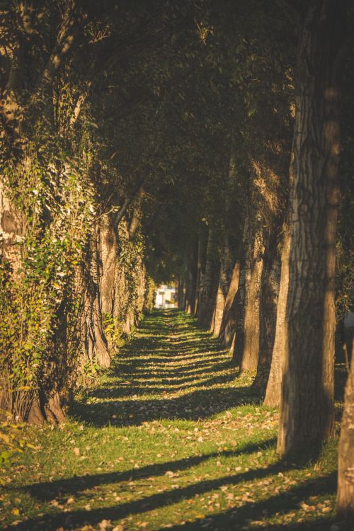 Free A tranquil tree-lined pathway in a sunlit forest, perfect for a nature walk. Stock Photo