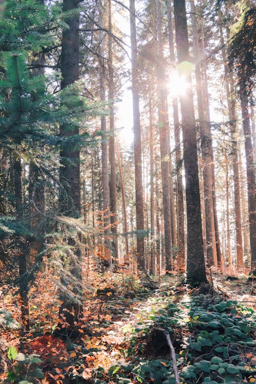 Imagine de stoc gratuită din arbori, fotografiere verticală, la țară