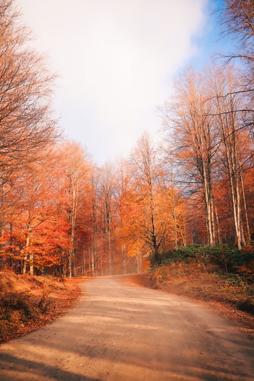 Free Tranquil forest pathway in autumn with vibrant foliage and clear blue sky. Stock Photo